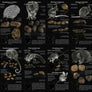 PooFlip: Life-Sized Guide to the Scats of Tasmanian Native Animals