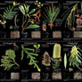 TreeFlip: Life-Sized Guide to the Trees of Tasmania