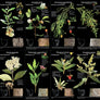 TreeFlip: Life-Sized Guide to the Trees of Tasmania