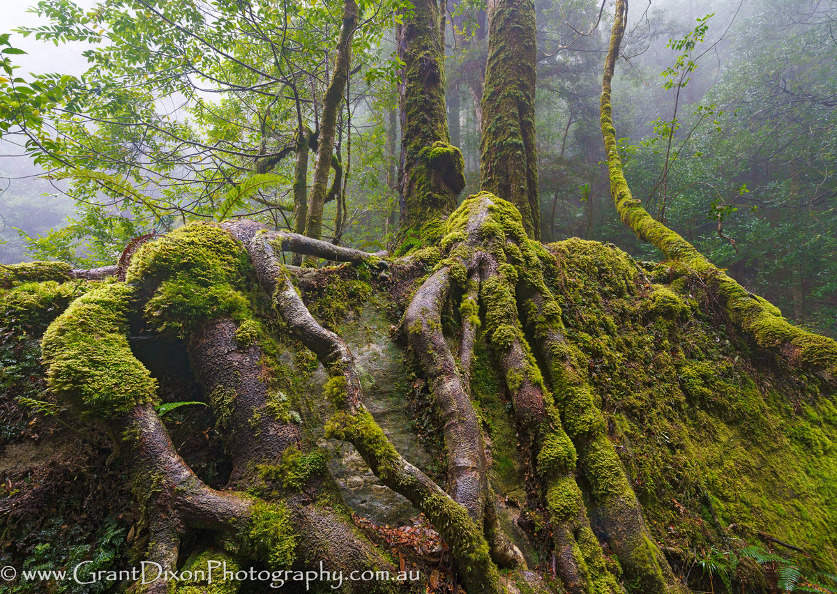 Photographing Tasmania's Wilderness – Keep Tassie Wild