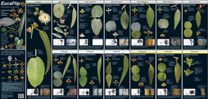 EucaFlip: Life-Sized Guide to the Eucalypts of Tasmania