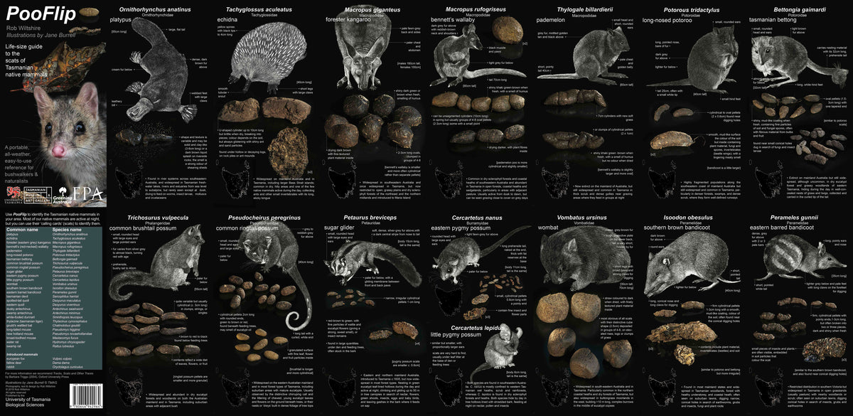 Animal Poop Identification Chart