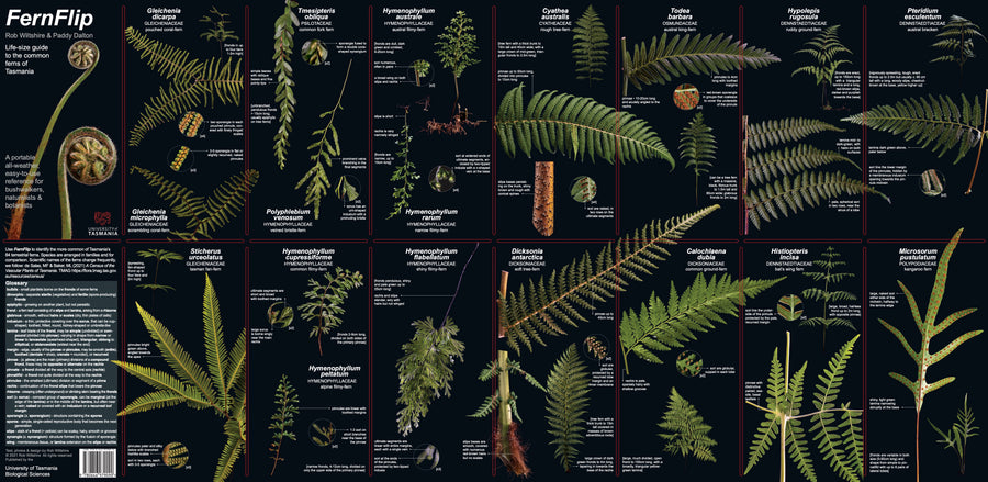 FernFlip: Life-Sized Guide to the Ferns of Tasmania